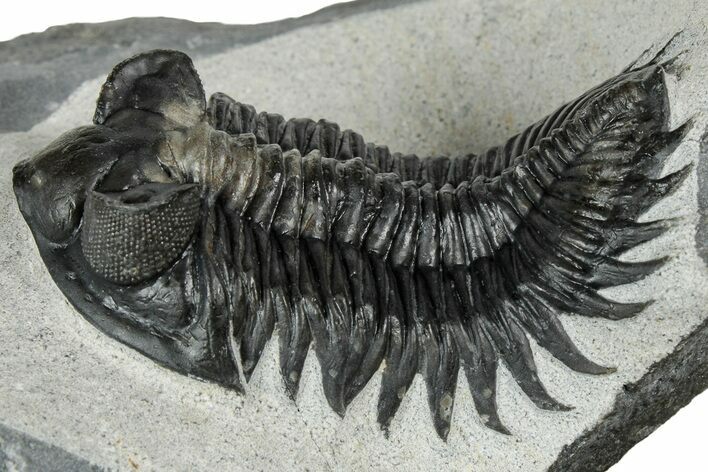 Fantastic Coltraneia Trilobite Fossil - Huge Faceted Eyes #328569